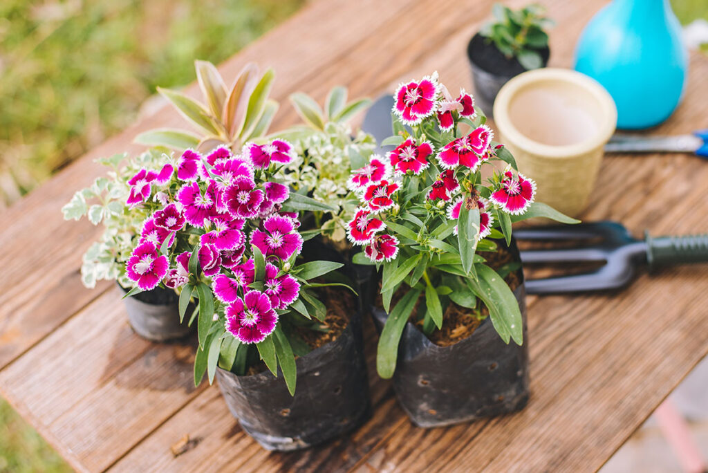 Annual potted flowers with gardening tools on a table outside