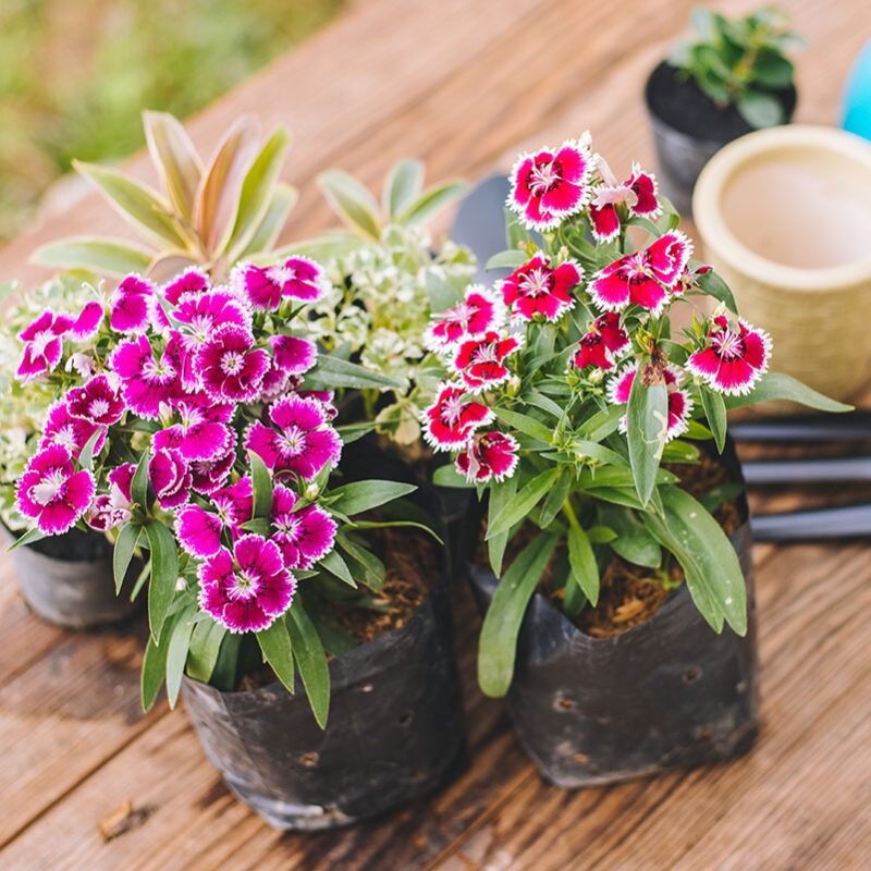 Annual potted flowers with gardening tools on a table outside