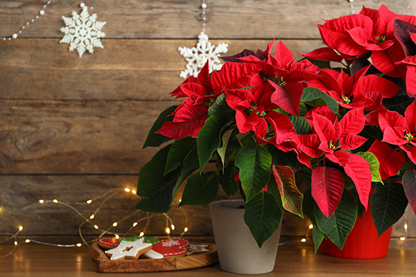 Potted poinsettias on a table